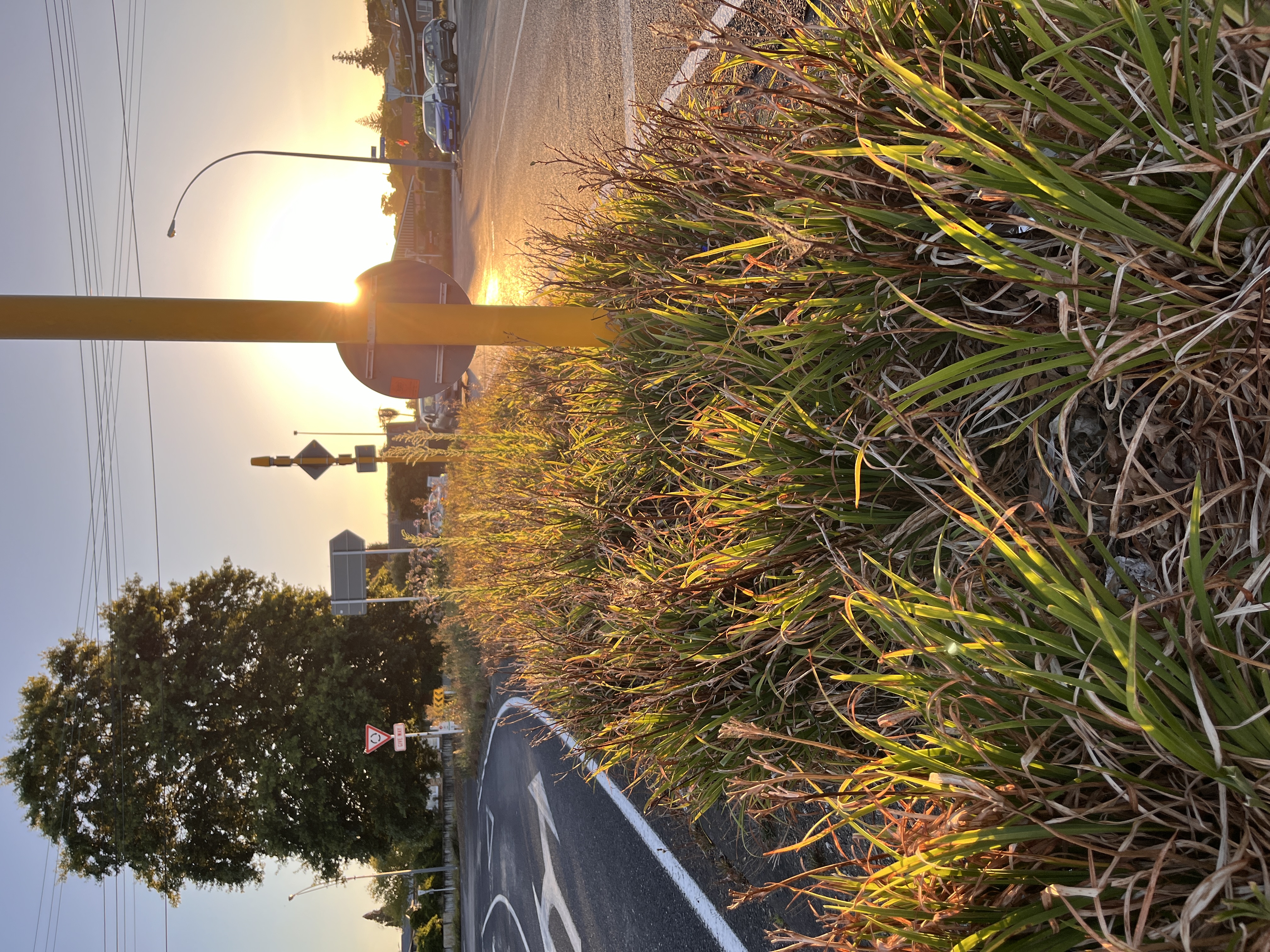 A traffic island on Normandy Ave-1