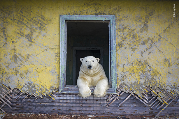 Polar frame © Dmitry Kokh, Wildlife Photographer of the Year.