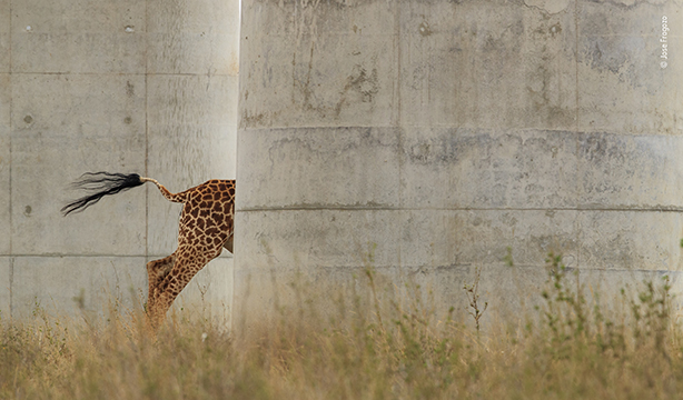 The disappearing giraffe © Jose Fragozo, Wildlife Photographer of the Year.