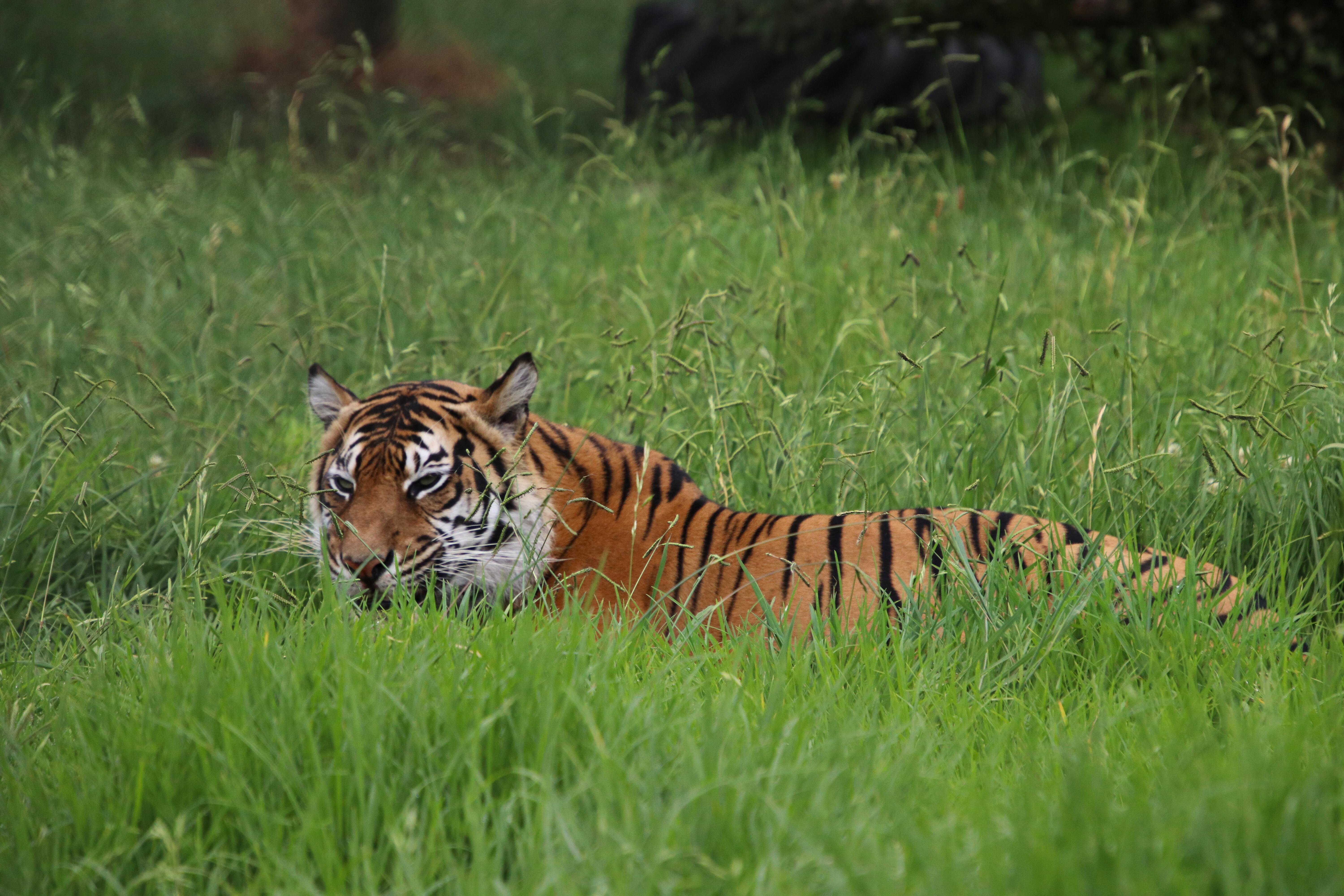 Mum, Kirana, has access to the enclosure and can often be seen on display.