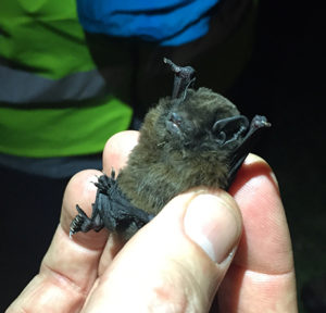 Planning for Peacocke included ground-breaking bat research. 
