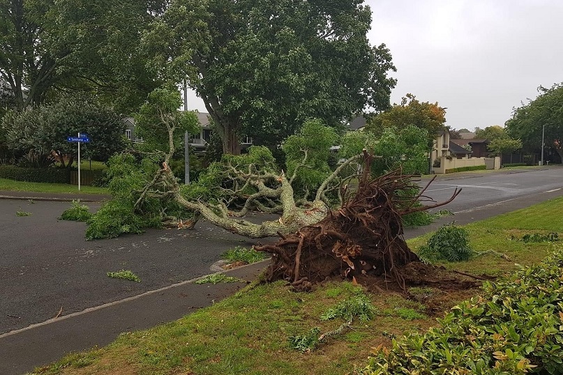 Council on clean-up following cyclone image