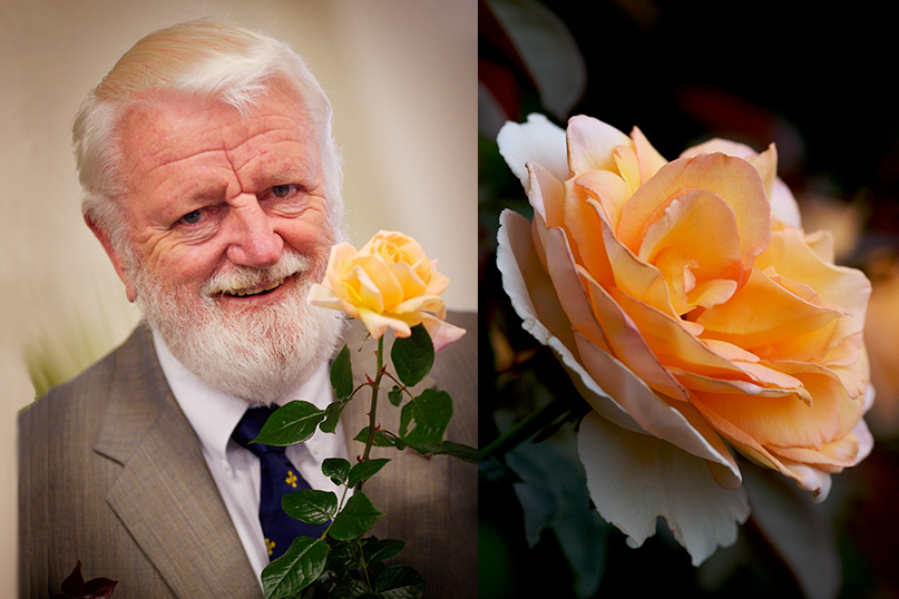 Rose breeder's legacy still found at Hamilton Gardens