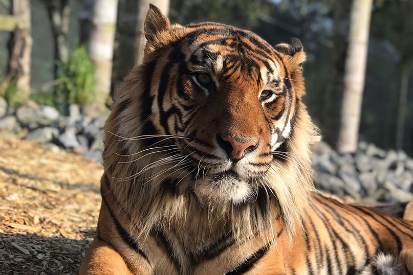 Zoo bids farewell to Sumatran tiger image