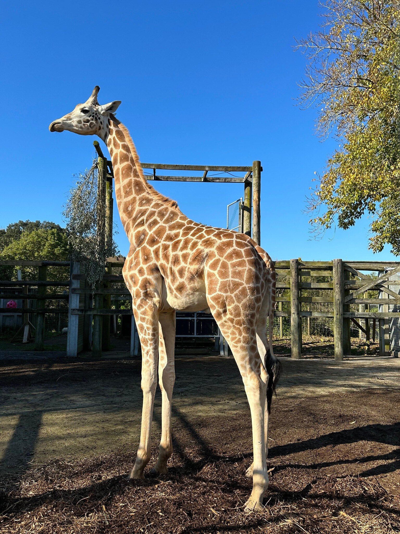 Jabali